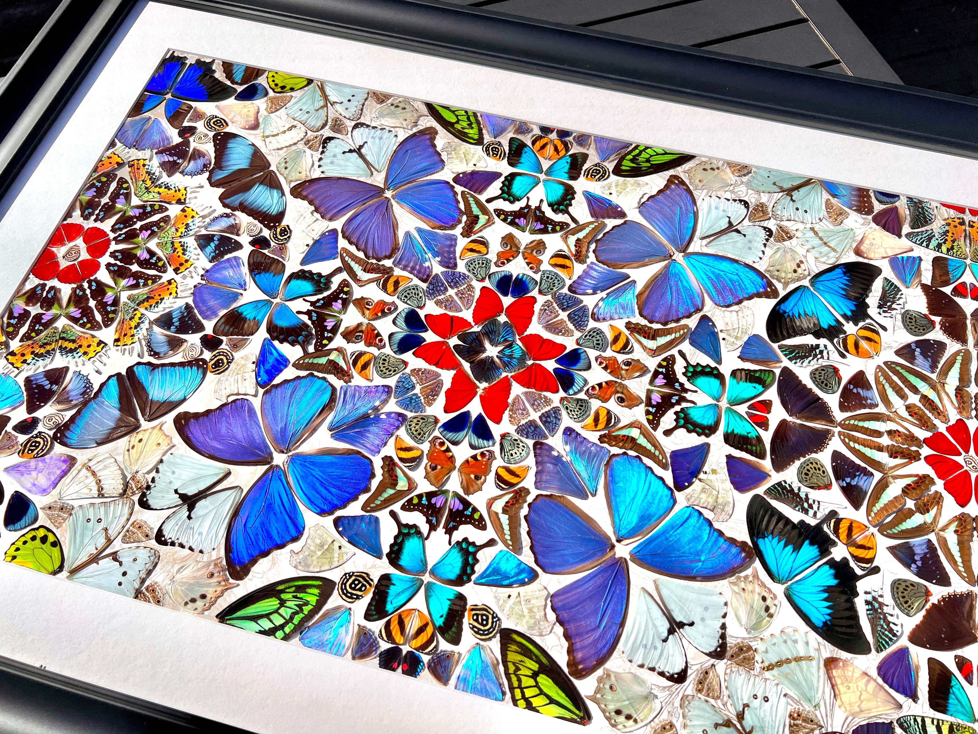 large real butterfly wing collage artwork