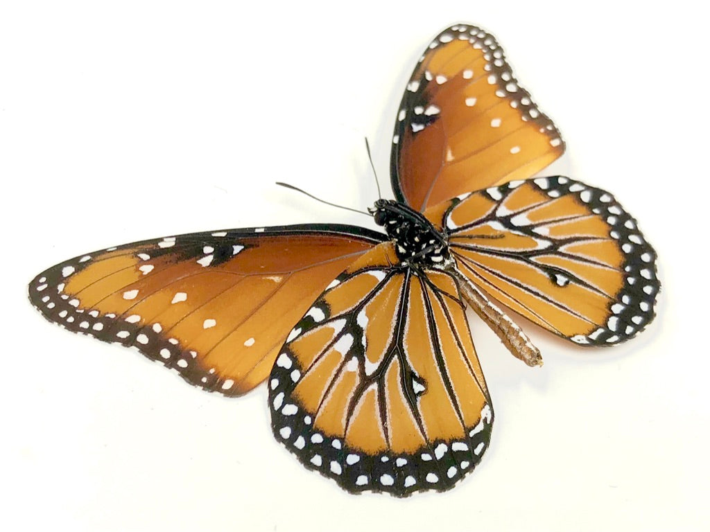 African Monarch Butterfly