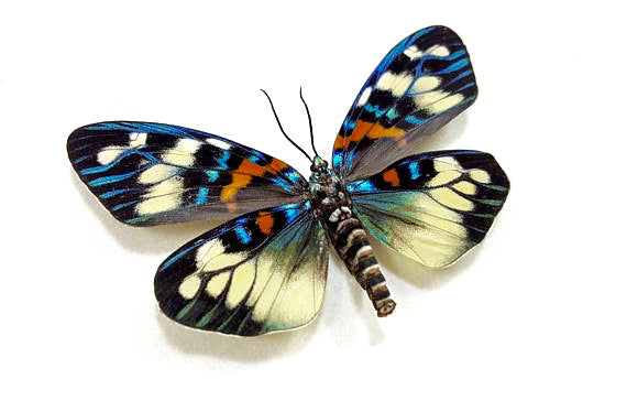 Erasmia Pulchera Moth