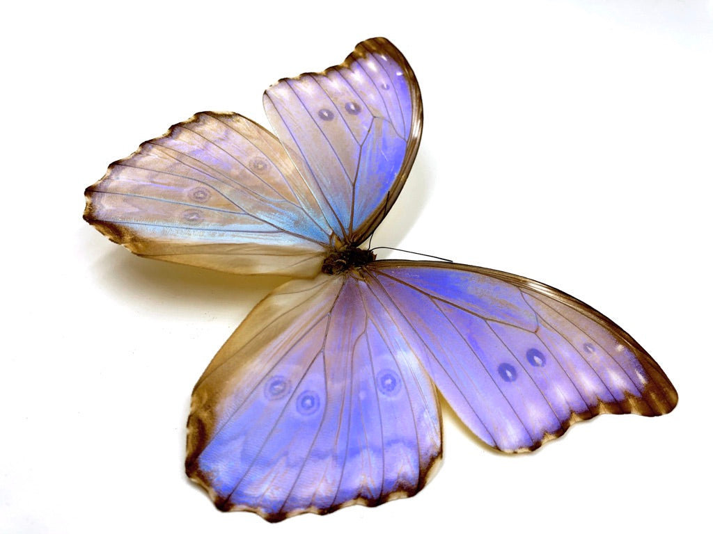 Morpho Godarti Butterfly