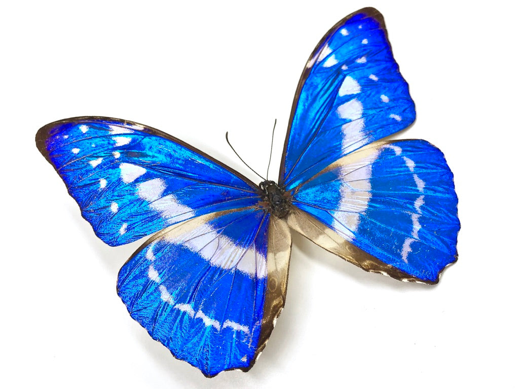 Morpho Helena Butterfly