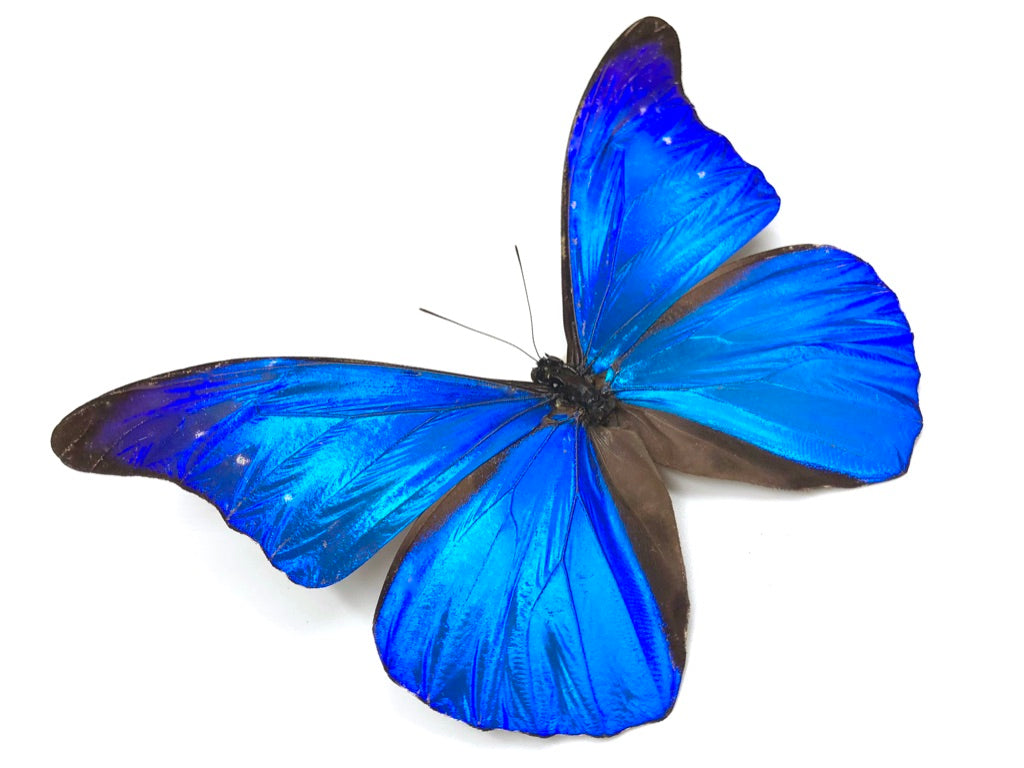 Morpho Rhetenor Butterfly