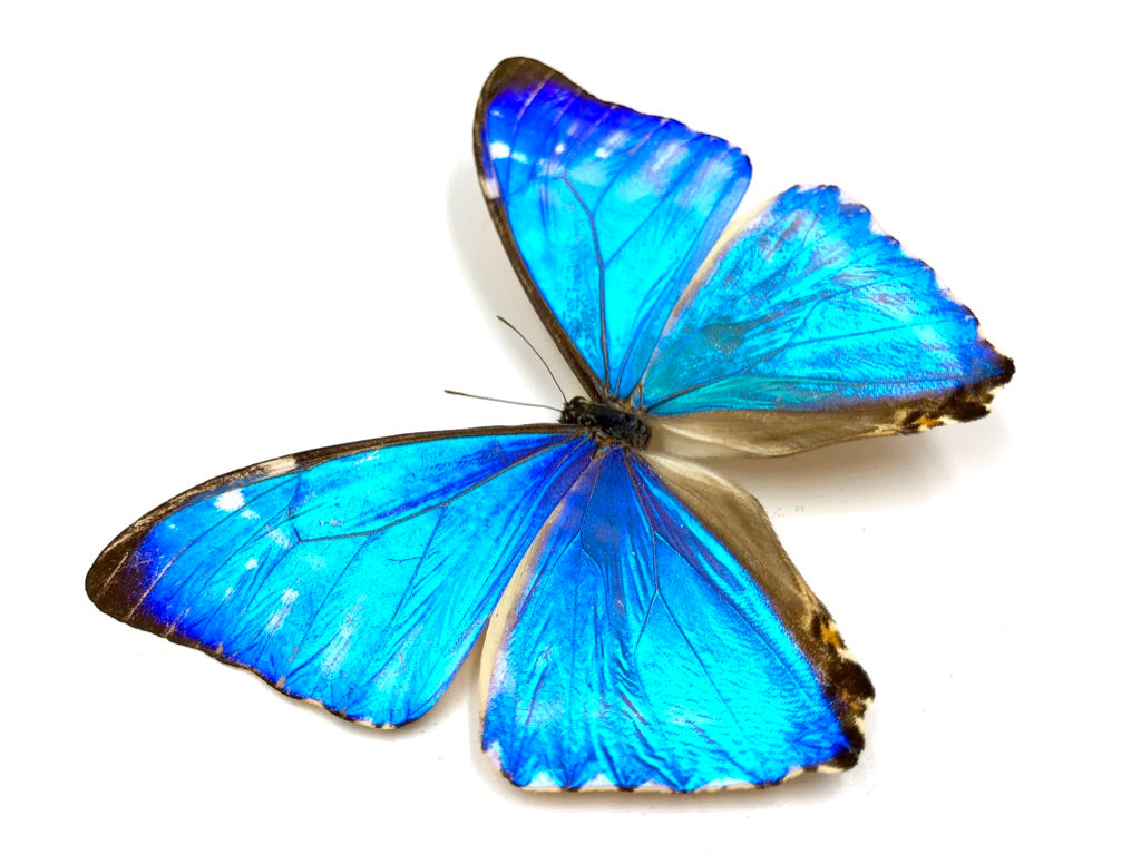 Morpho Zephyritis