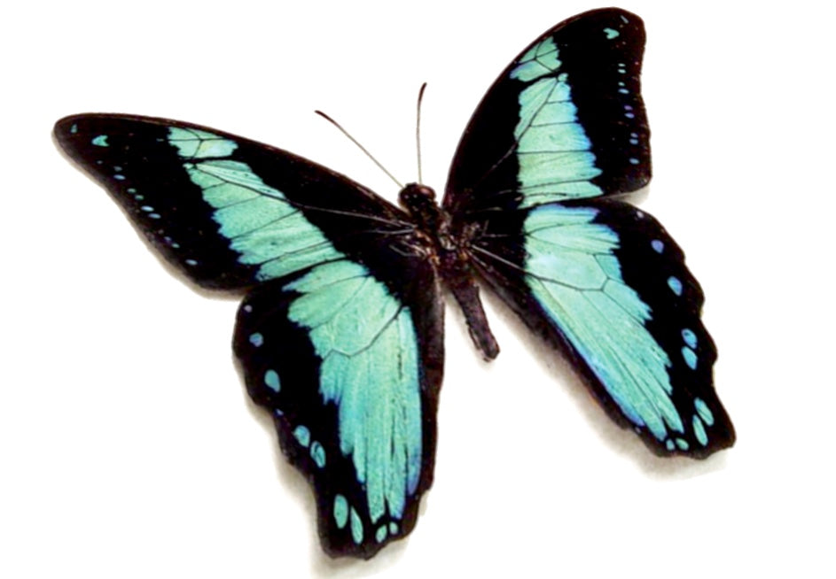Papilio Bromius Butterfly