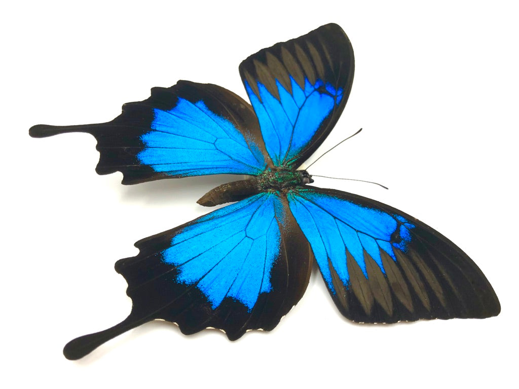 Papilio Ulysses Butterfly
