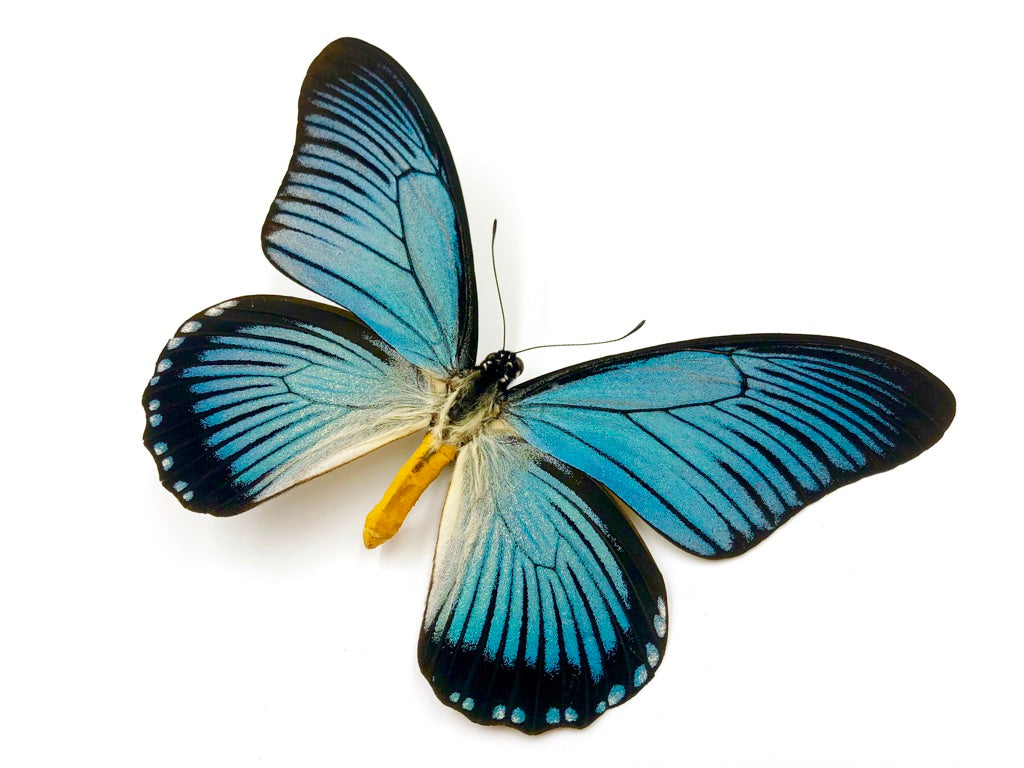 Papilio Zalmoxis Butterfly