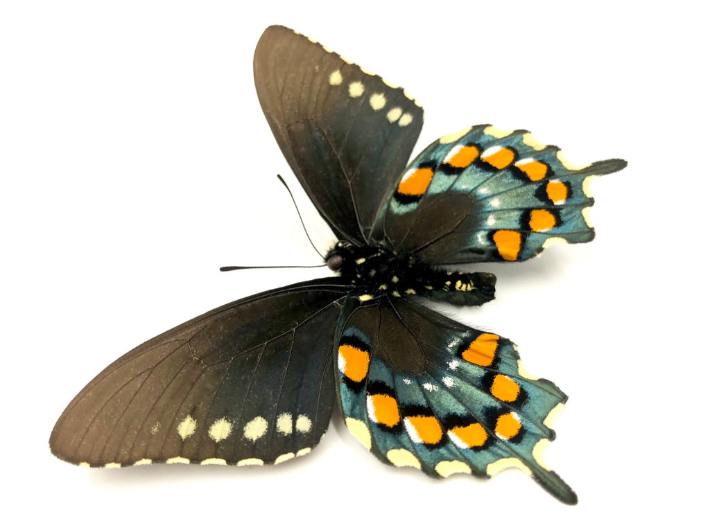 Pipevine Swallowtail Butterfly