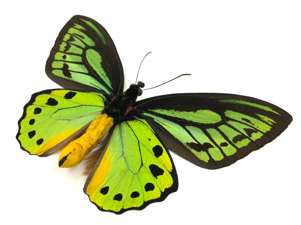 Priam's Birdwing Butterfly