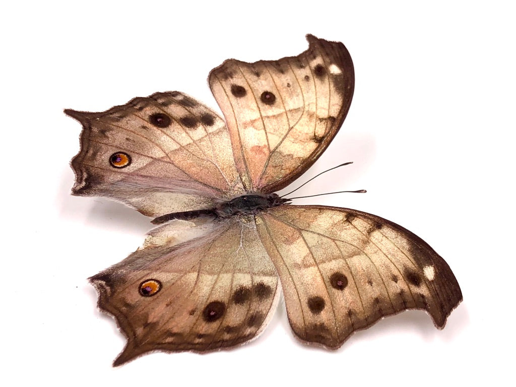 Salamis Parhassus Butterfly