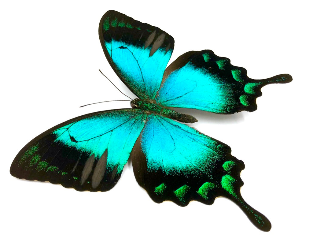 Seagreen Swallowtail Butterfly