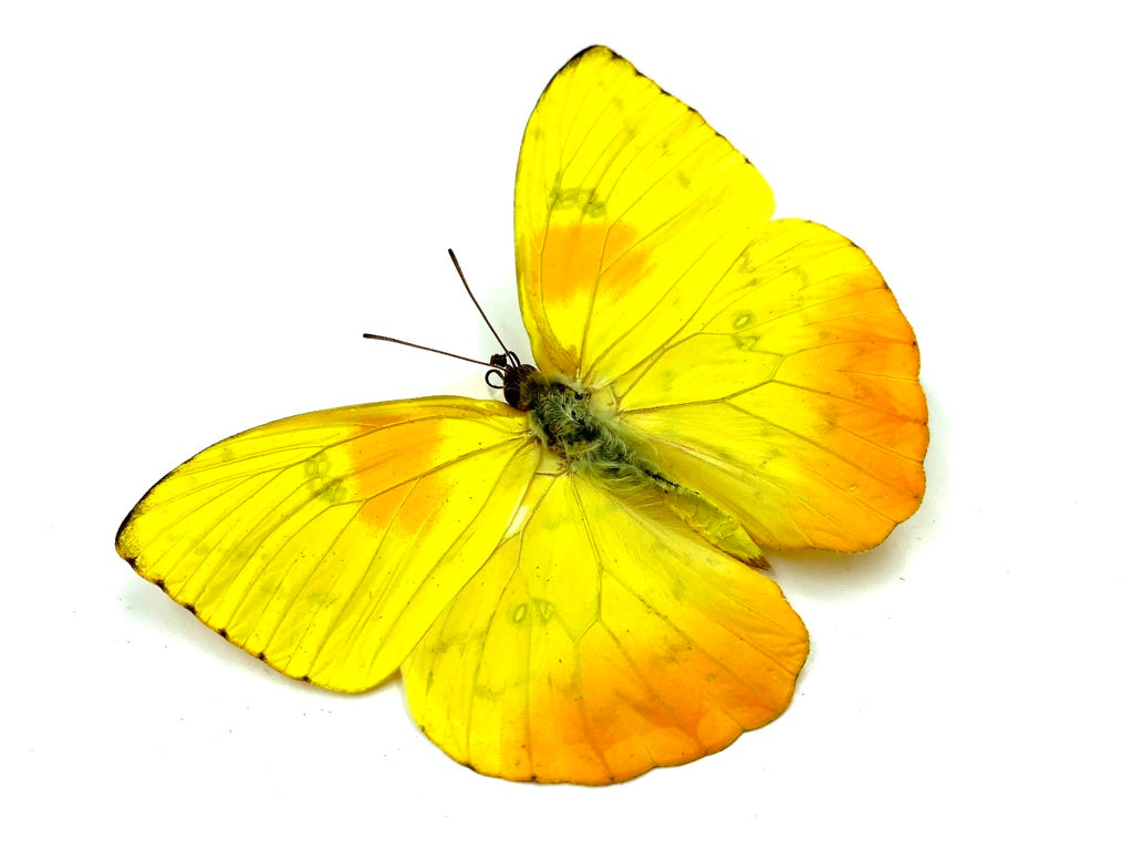 Yellow Sulphur Butterfly