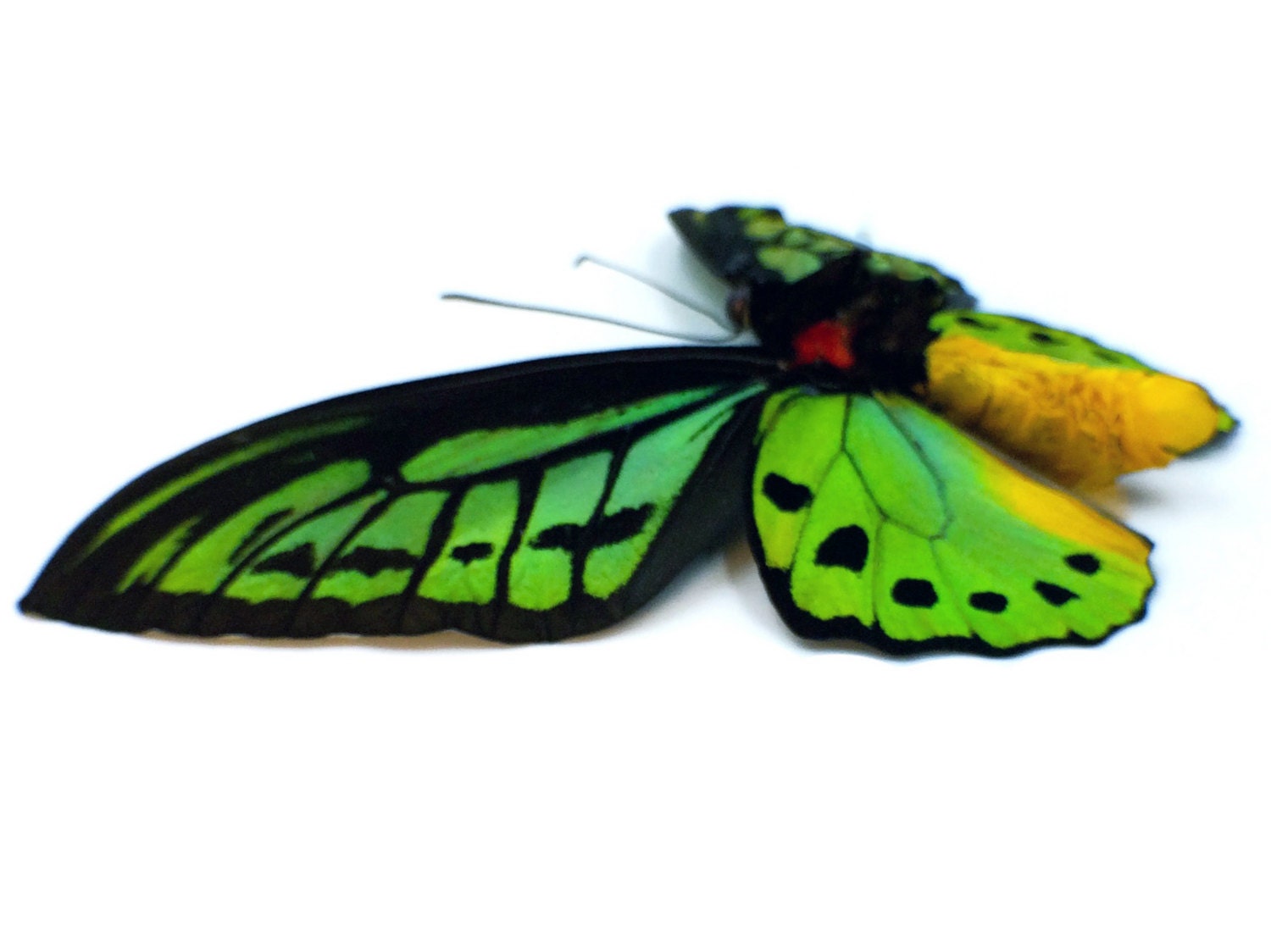 Real Butterfly wing necklace Green jewelry Moon phase necklace Silver Pocket watch necklace Insect jewelry Lime green Statement Necklace