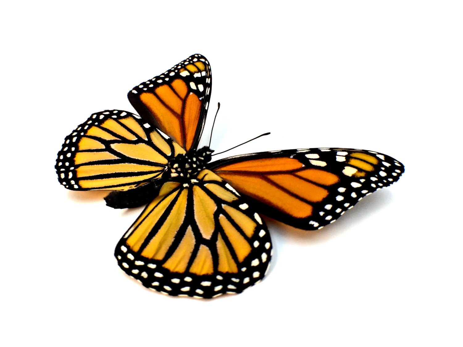 Real monarch butterfly wing necklace Ethically sourced taxidermy jewelry Steampunk pocket watch style necklace Pressed flower necklace