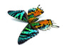 Sunset Moth Wing Pendant Real Insect Jewelry Statement Necklace Rainbow Butterfly Fairy Wings Entomology Antique Gold Silver Crystal
