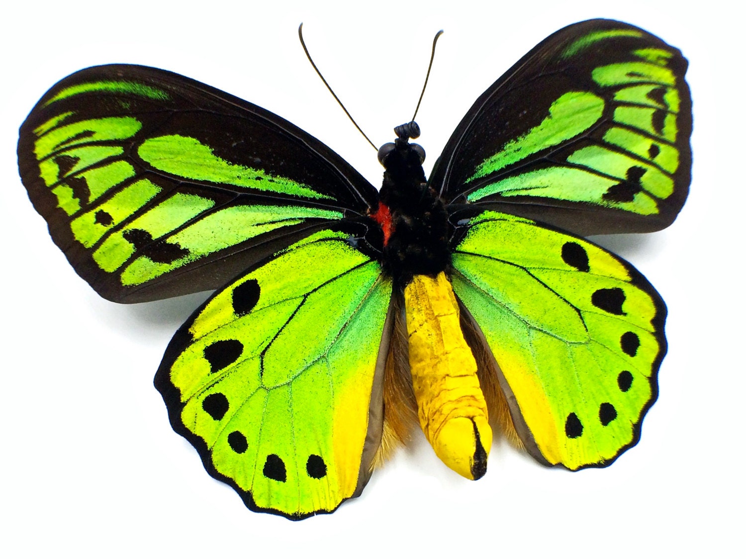 Real butterfly wing Steampunk pocket watch locket necklace Working watch necklace for men women Taxidermy insect Oddities and curiosities