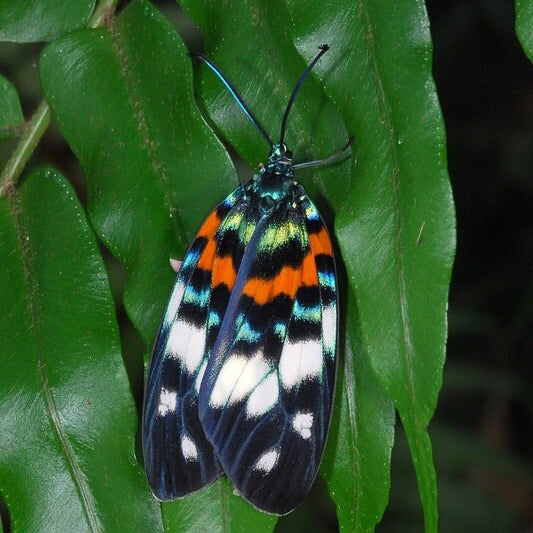 Real moth necklace Butterfly wing jewelry Stranger things necklace Creepy cute jewelry Weird stuff Taxidermy insect necklace Eco friendly