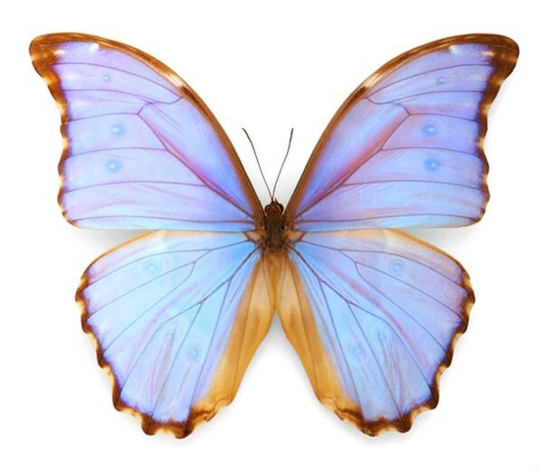 Real butterfly wing necklace Layered crystal necklace Long and layered necklaces Raw amethyst necklace pendant necklace multi strand chain