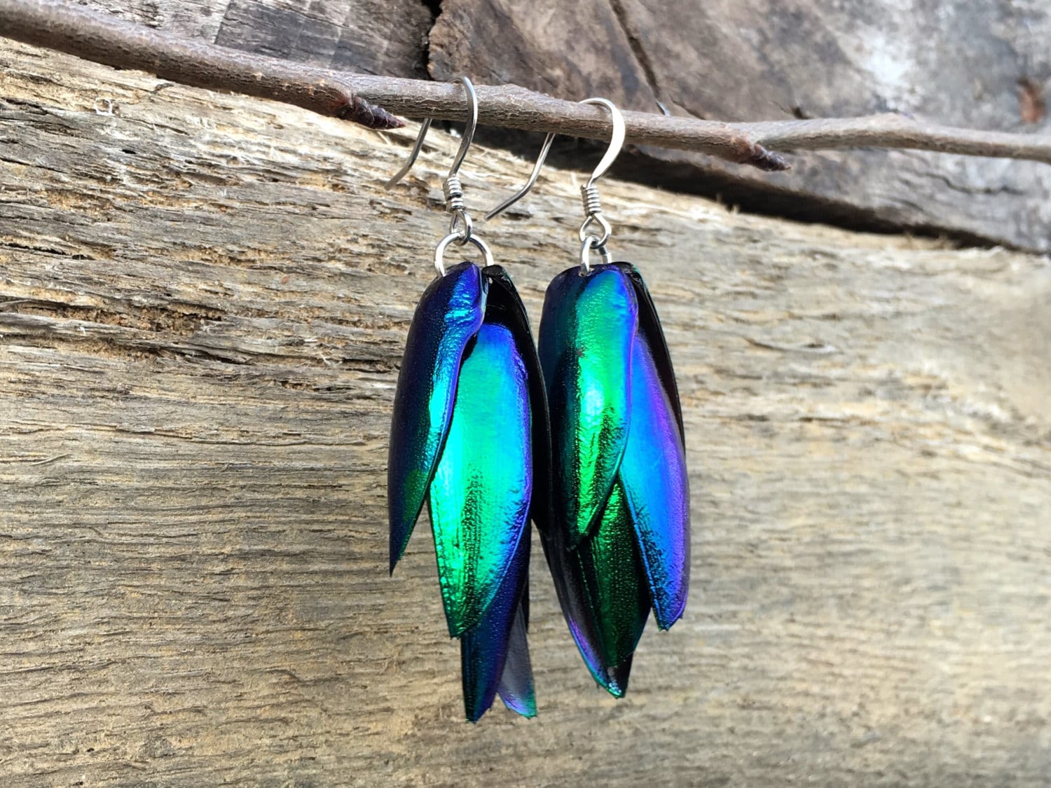 Real Beetle wing earrings Insect earrings Beetle earrings Real bug earrings Jewel beetle wing jewelry Insect wing earrings