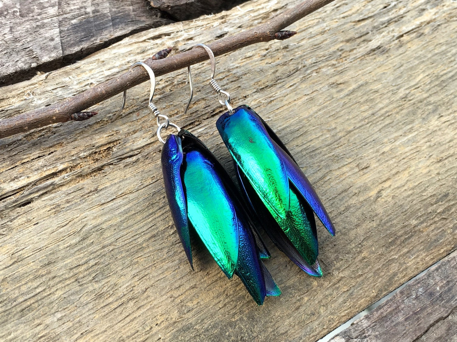 Real Beetle wing earrings Insect earrings Beetle earrings Real bug earrings Jewel beetle wing jewelry Insect wing earrings
