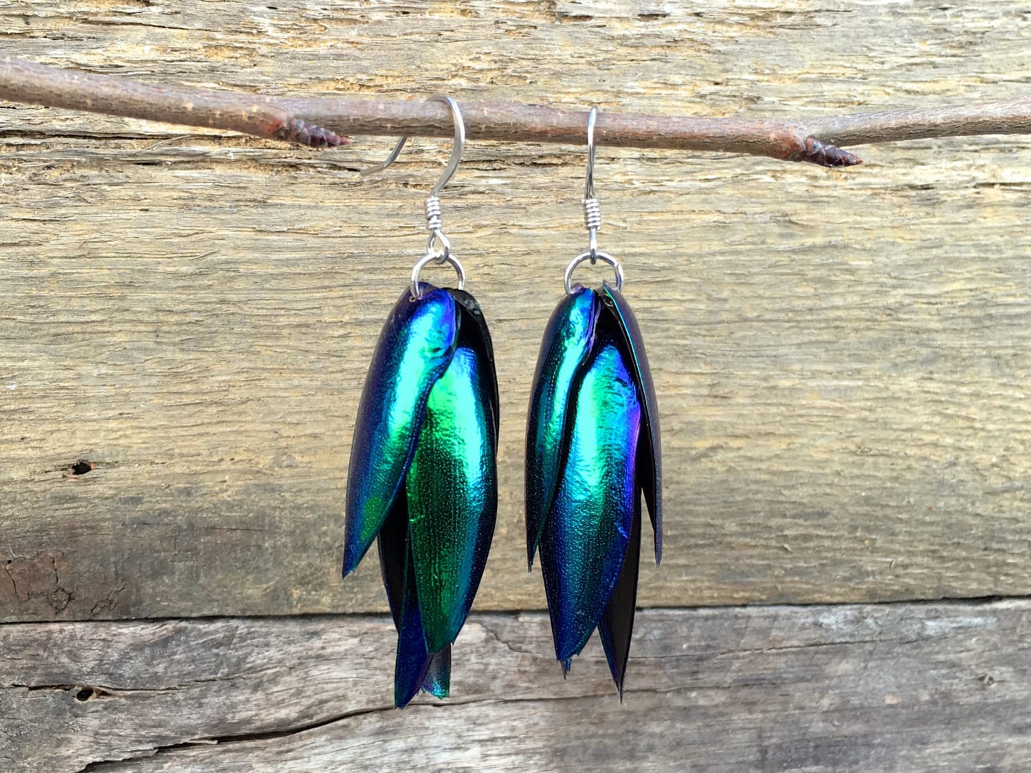 Real Beetle wing earrings Insect earrings Beetle earrings Real bug earrings Jewel beetle wing jewelry Insect wing earrings