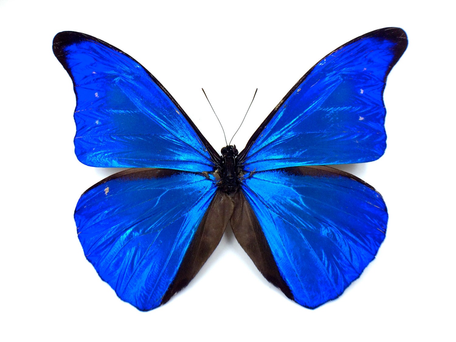 Blue Butterfly Wing Necklace Real Morpho Royal Blue Statement Necklace Khaleesi Cobalt Blue quartz crystal Vampire Diaries blue and gold