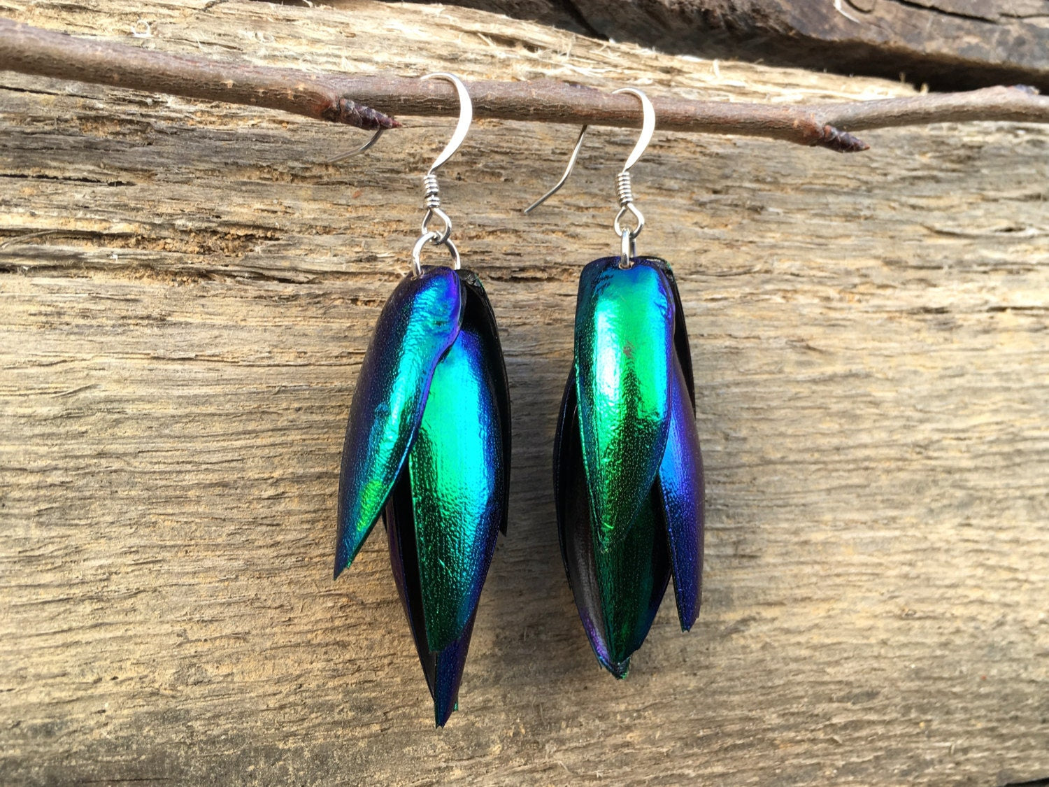 Real Beetle wing earrings Insect earrings Beetle earrings Real bug earrings Jewel beetle wing jewelry Insect wing earrings