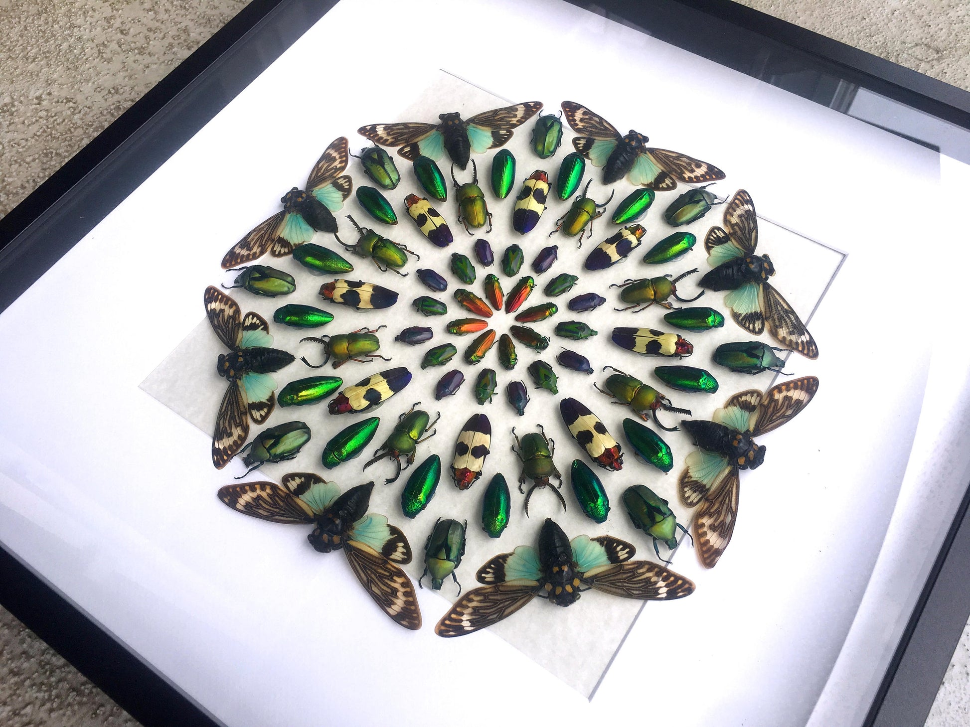 Real insect taxidermy art Large framed wall art Mixed media art Oddities and curiosities Original artwork Beetle taxidermy bugs Shadowbox