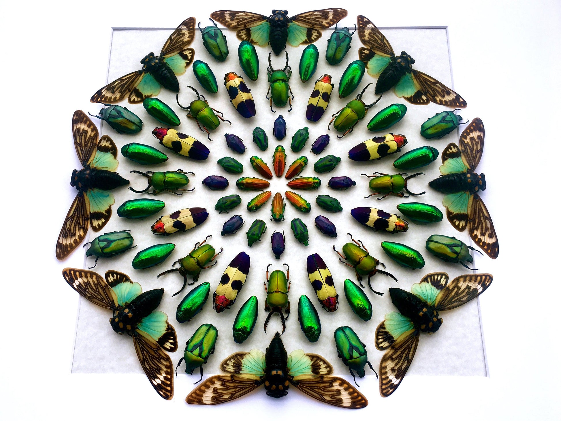 Real insect taxidermy art Large framed wall art Mixed media art Oddities and curiosities Original artwork Beetle taxidermy bugs Shadowbox