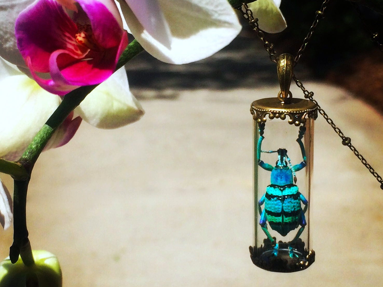 Real bug necklace Witchy jewelry Insect necklace Science jewelry Glass vial necklace Specimen necklace Ethically sourced beetle necklace