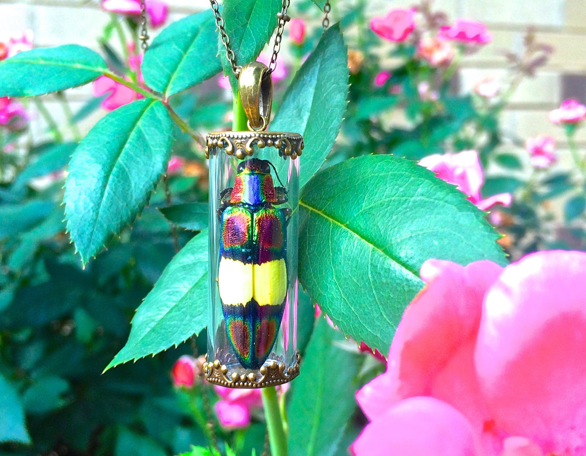 Real bug necklace Witchy jewelry Insect necklace Science jewelry Glass vial necklace Specimen necklace Ethically sourced beetle necklace