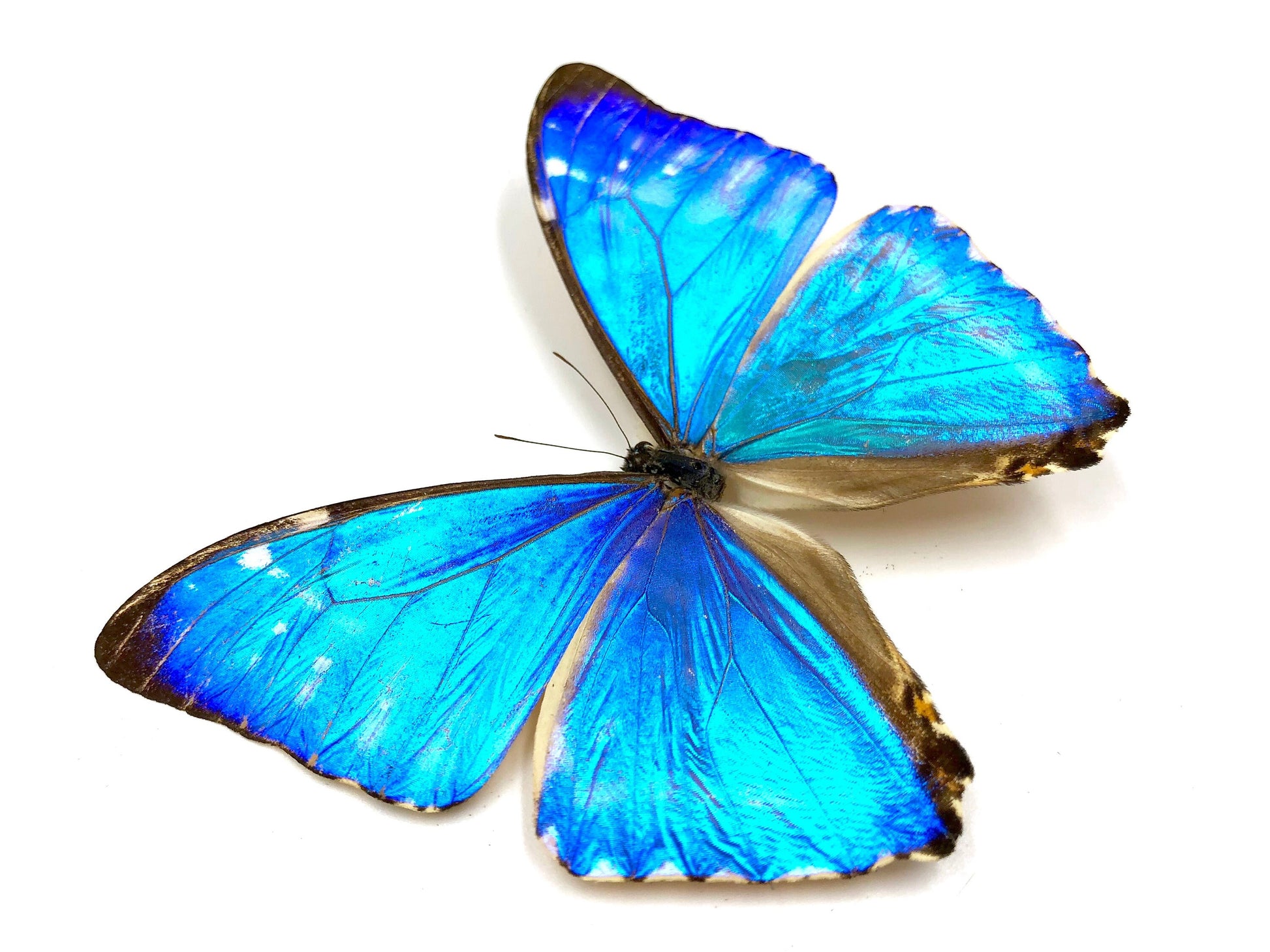 Real blue morpho butterfly wing necklace Vintage jewelry for women Pressed butterfly necklace Vintage necklaces for women Handmade jewelry