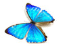 Real blue morpho butterfly necklace Vintage modernist jewelry space butterfly gift for girlfriend Fantasy themed jewelry Dark souls Cosplay
