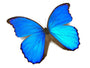 Real butterfly wing necklace 1920s necklace Art Deco necklace Flapper necklace Vintage style jewelry 1920s jewelry Blue morpho butterfly