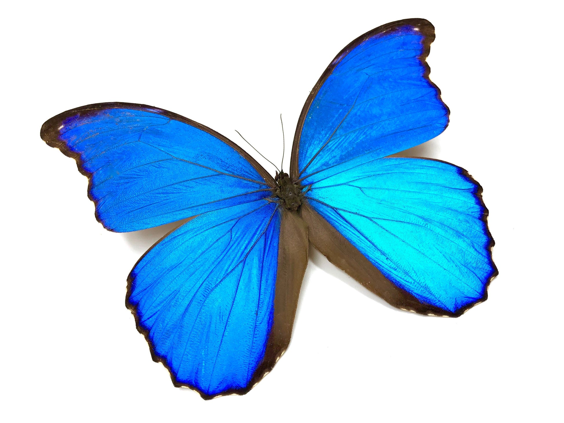 Real butterfly wing necklace 1920s necklace Art Deco necklace Flapper necklace Vintage style jewelry 1920s jewelry Blue morpho butterfly