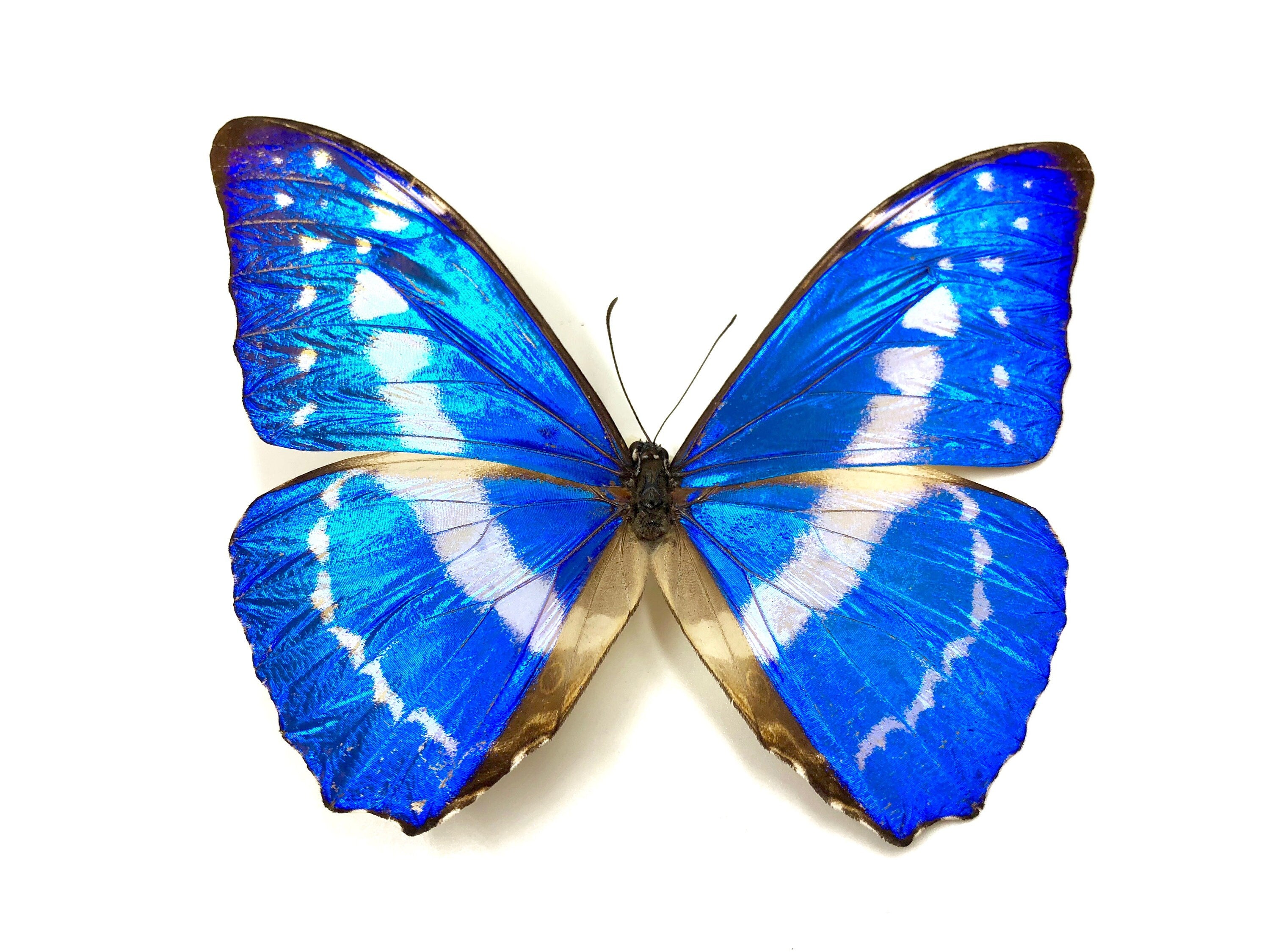 Real Blue Morpho Butterfly Wing & Quartz Point Necklace Raw silver dipped Clear quartz crystal pendant Beach jewelry Morpho Helena