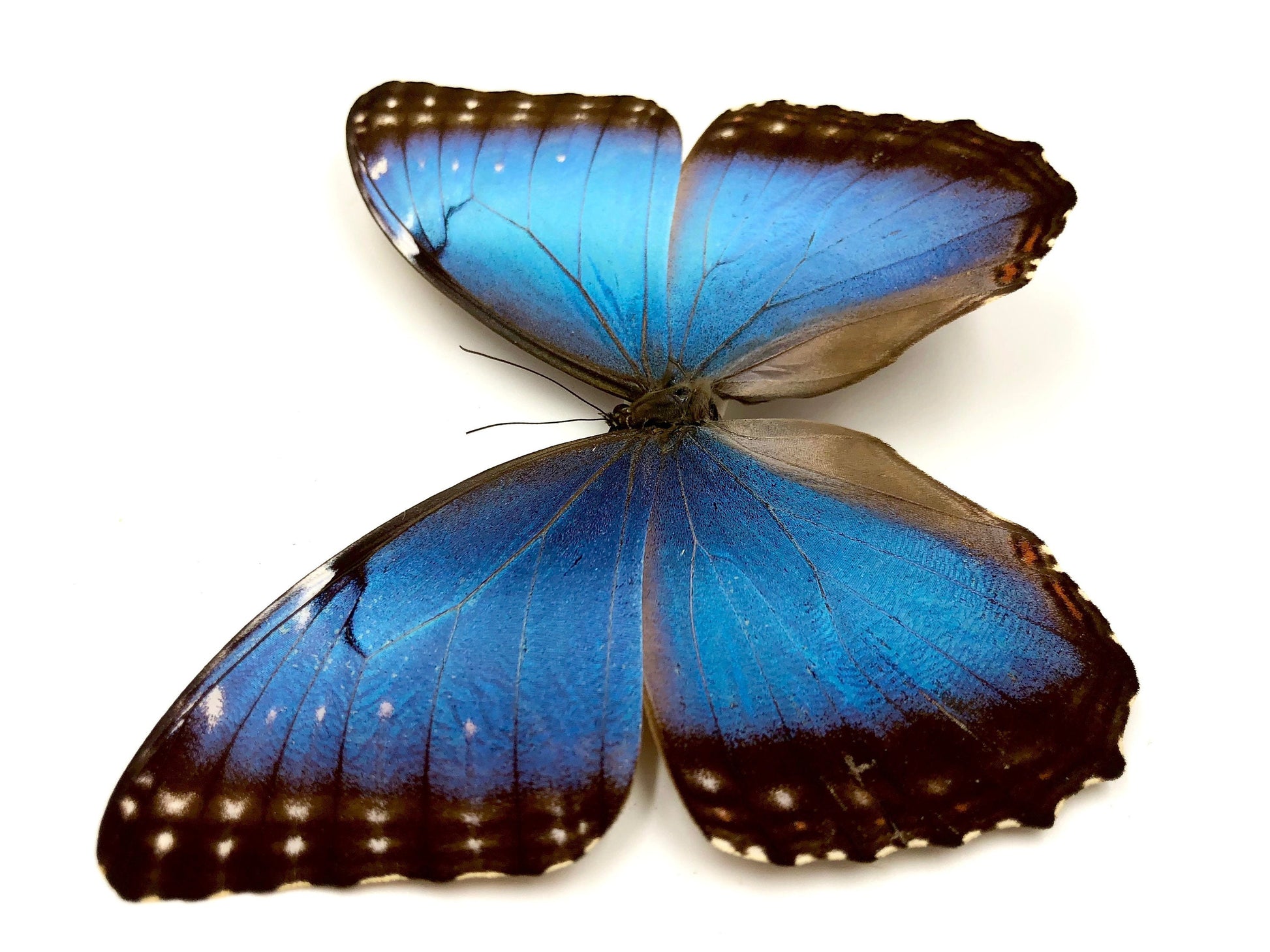 Real butterfly wing necklace 1920s style jewelry Taxidermy gifts for women Victorian crystal necklace Large vintage pendant Blue Morpho