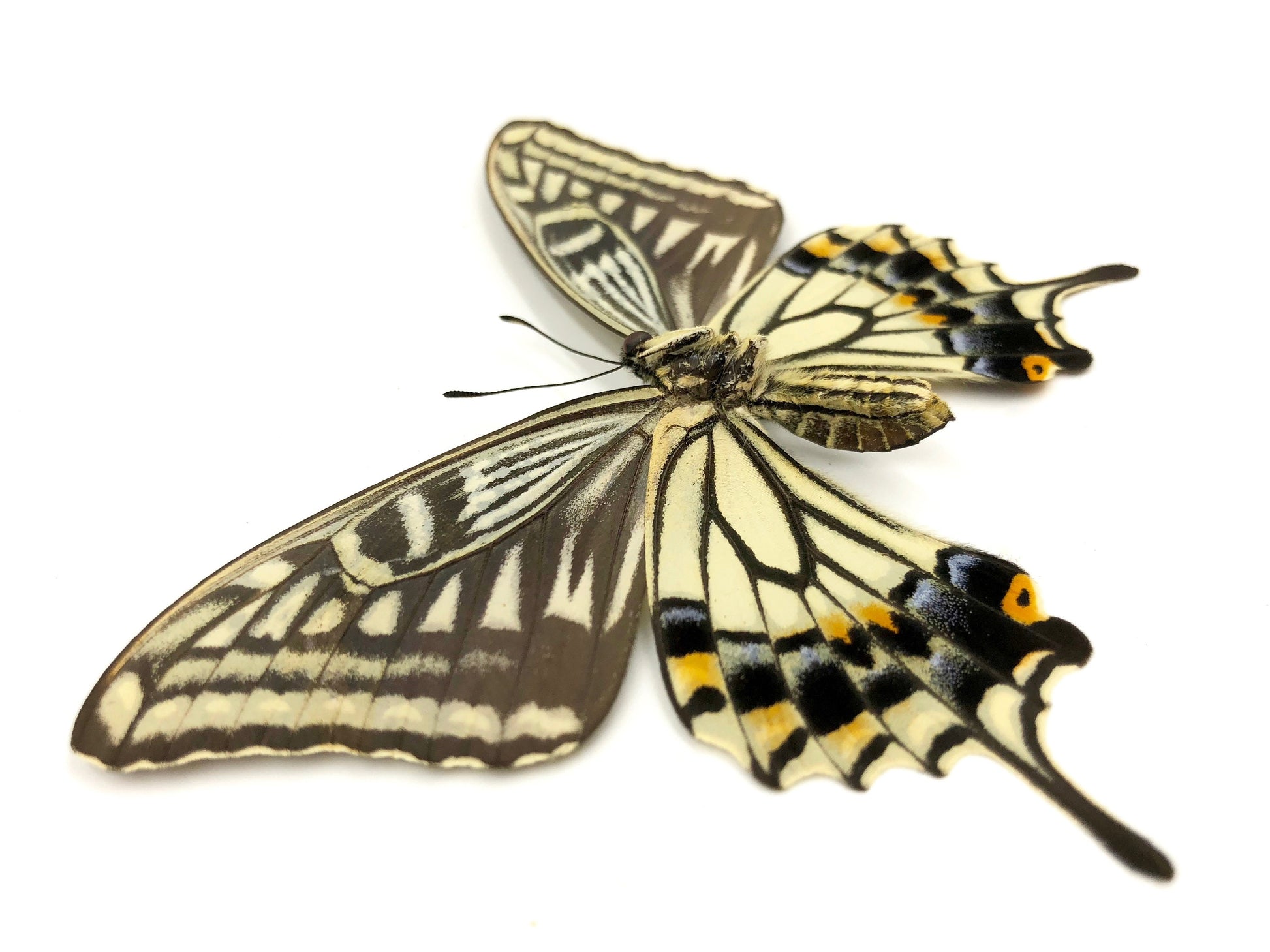 Real butterfly wing necklace Insect taxidermy jewelry Swallowtail butterfly necklace Pressed flower necklace Yellow butterfly pendant