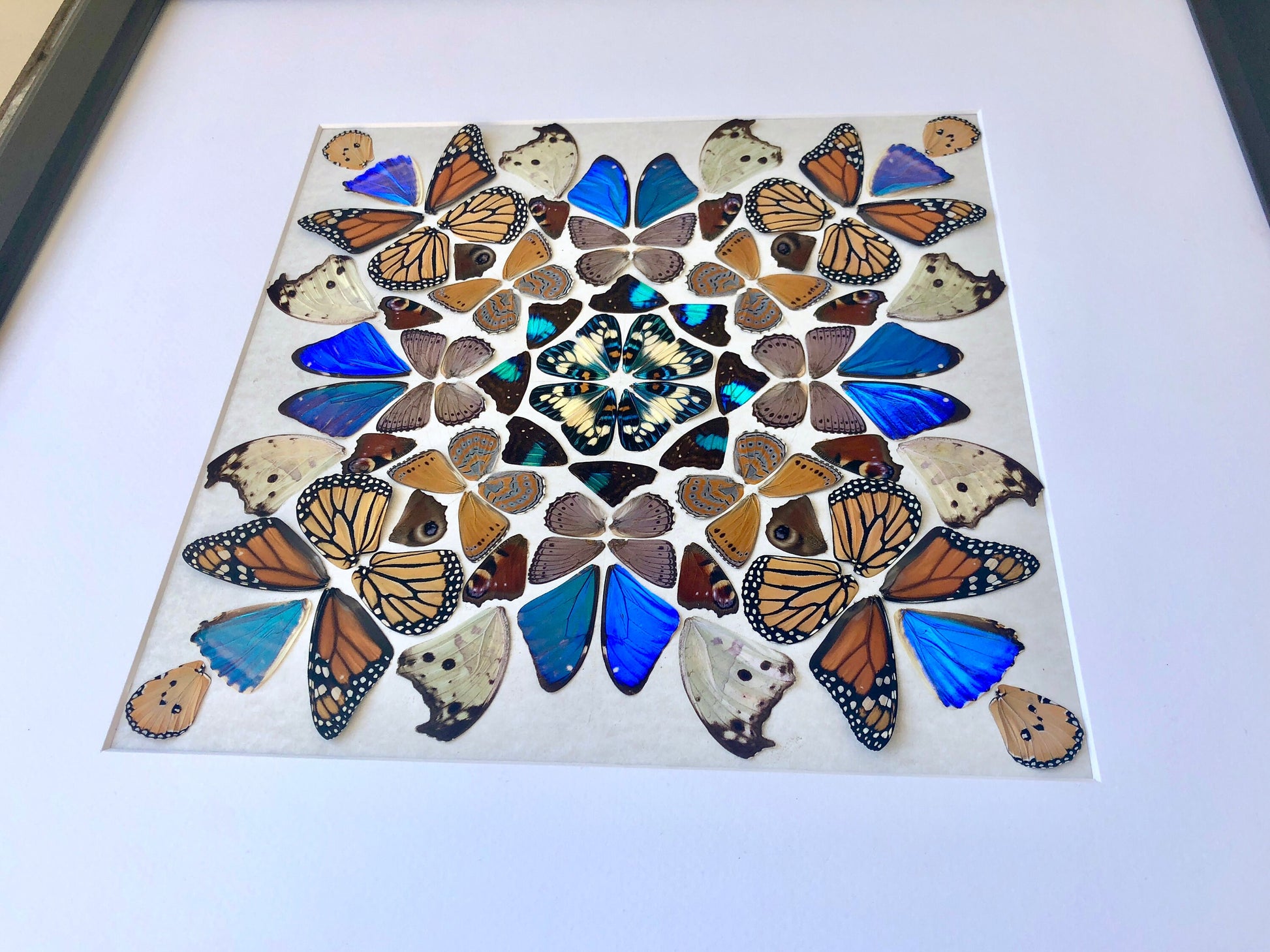 Real butterfly taxidermy Framed butterfly wall art Oddities and curiosities Insect taxidermy Mixed media Large framed wall art