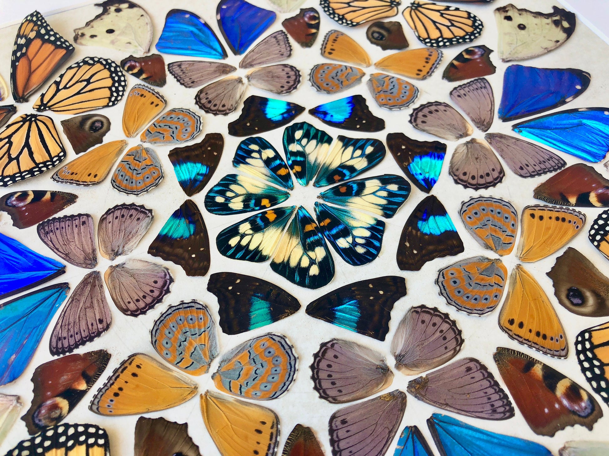 Real butterfly taxidermy Framed butterfly wall art Oddities and curiosities Insect taxidermy Mixed media Large framed wall art