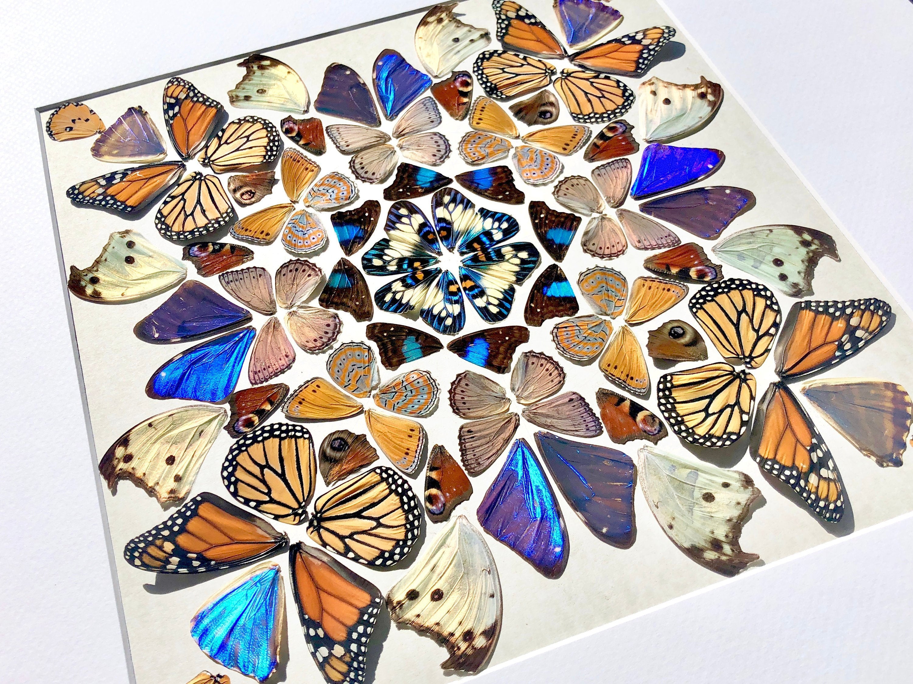 Real butterfly taxidermy Framed butterfly wall art Oddities and curiosities Insect taxidermy Mixed media Large framed wall art