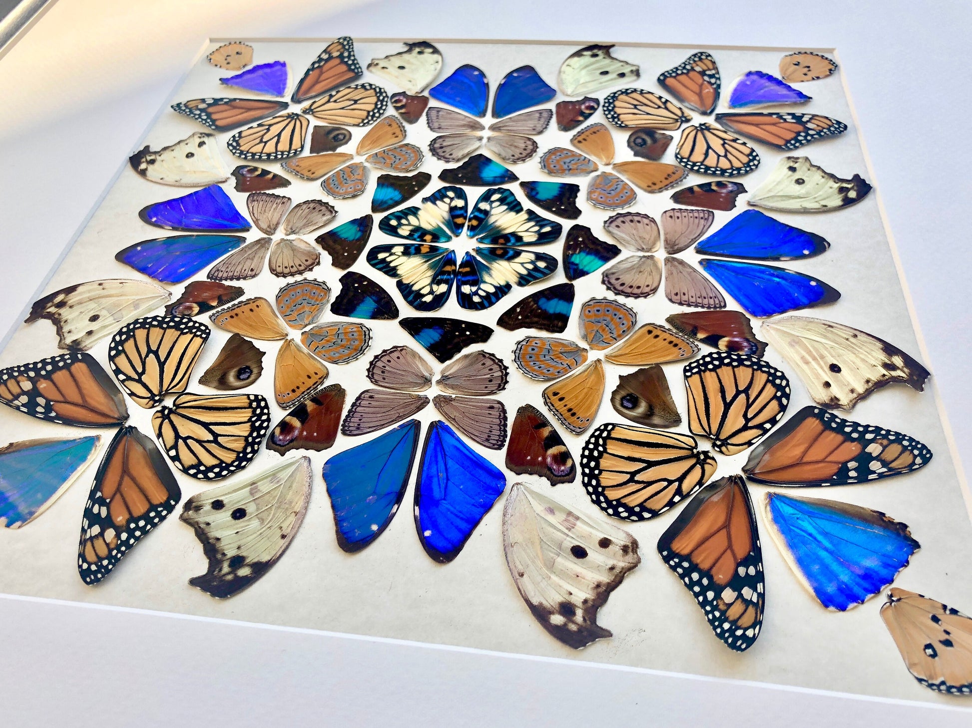 Real butterfly taxidermy Framed butterfly wall art Oddities and curiosities Insect taxidermy Mixed media Large framed wall art