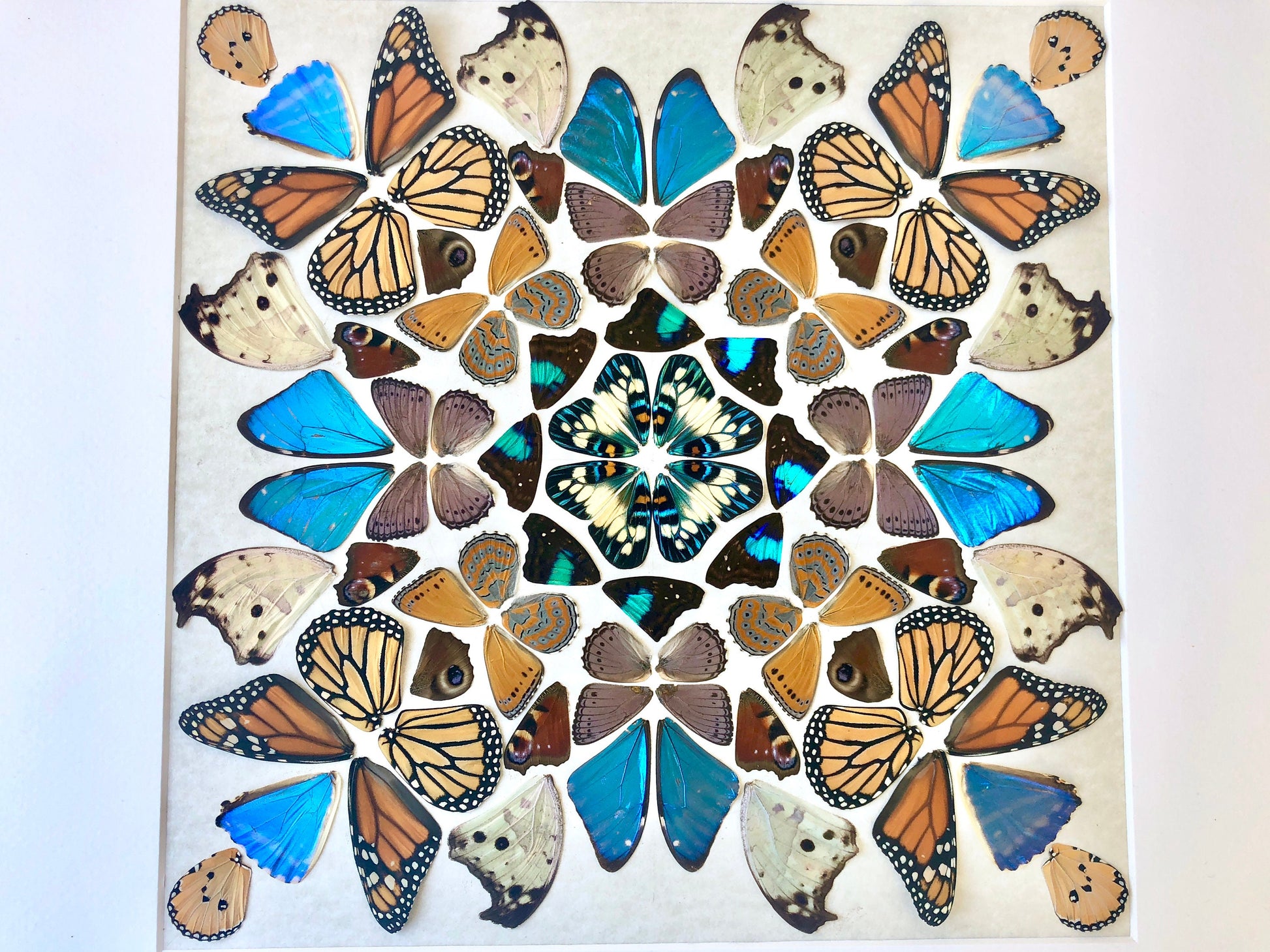 Real butterfly taxidermy Framed butterfly wall art Oddities and curiosities Insect taxidermy Mixed media Large framed wall art