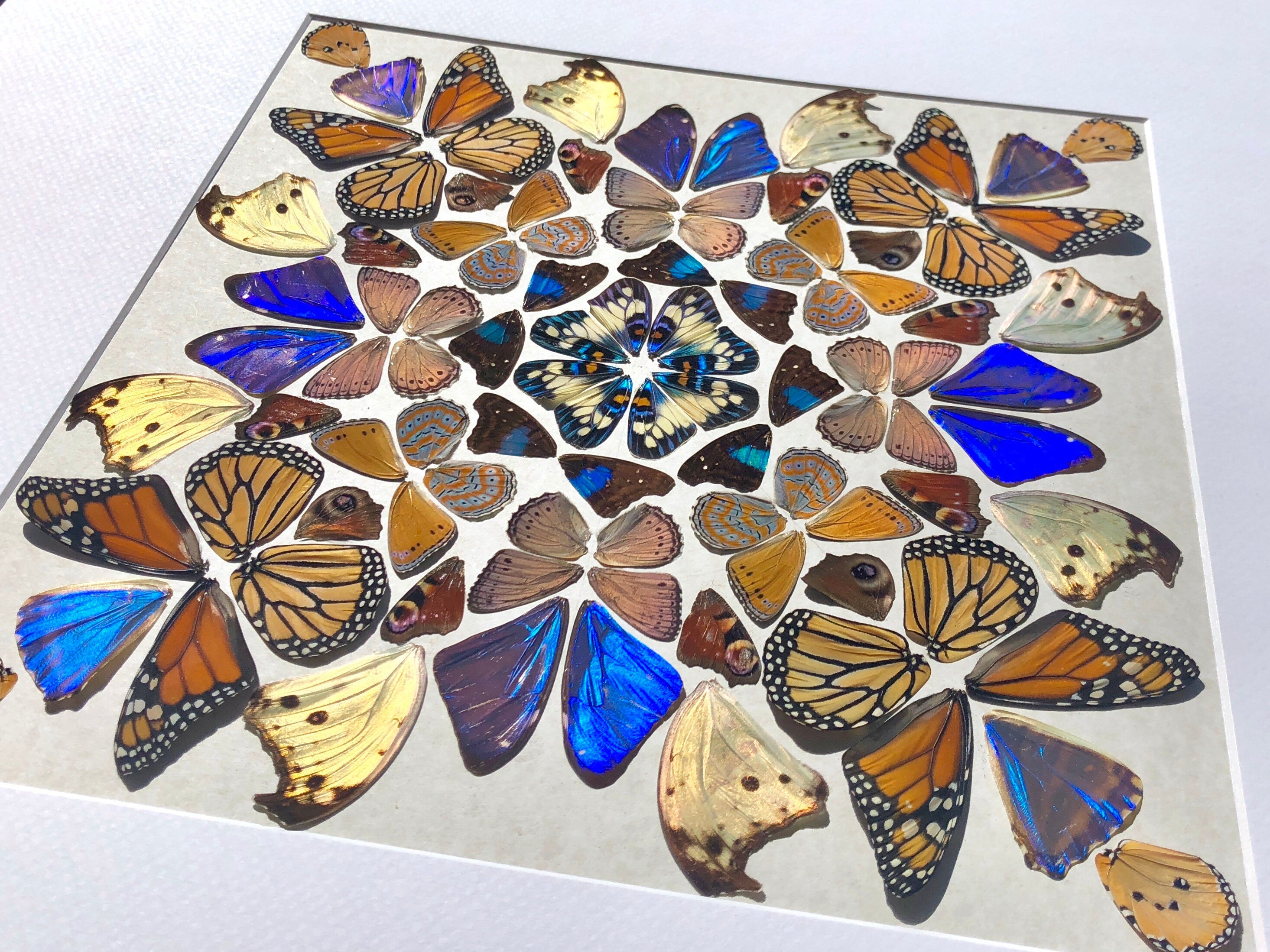 Real butterfly taxidermy Framed butterfly wall art Oddities and curiosities Insect taxidermy Mixed media Large framed wall art