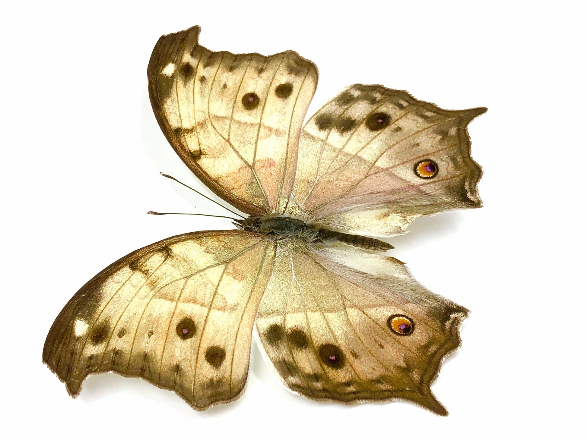 Real Butterfly Wing pendant necklace Pressed butterfly necklace Butterfly gifts for women Taxidermy butterfly framed Pressed flower jewelry