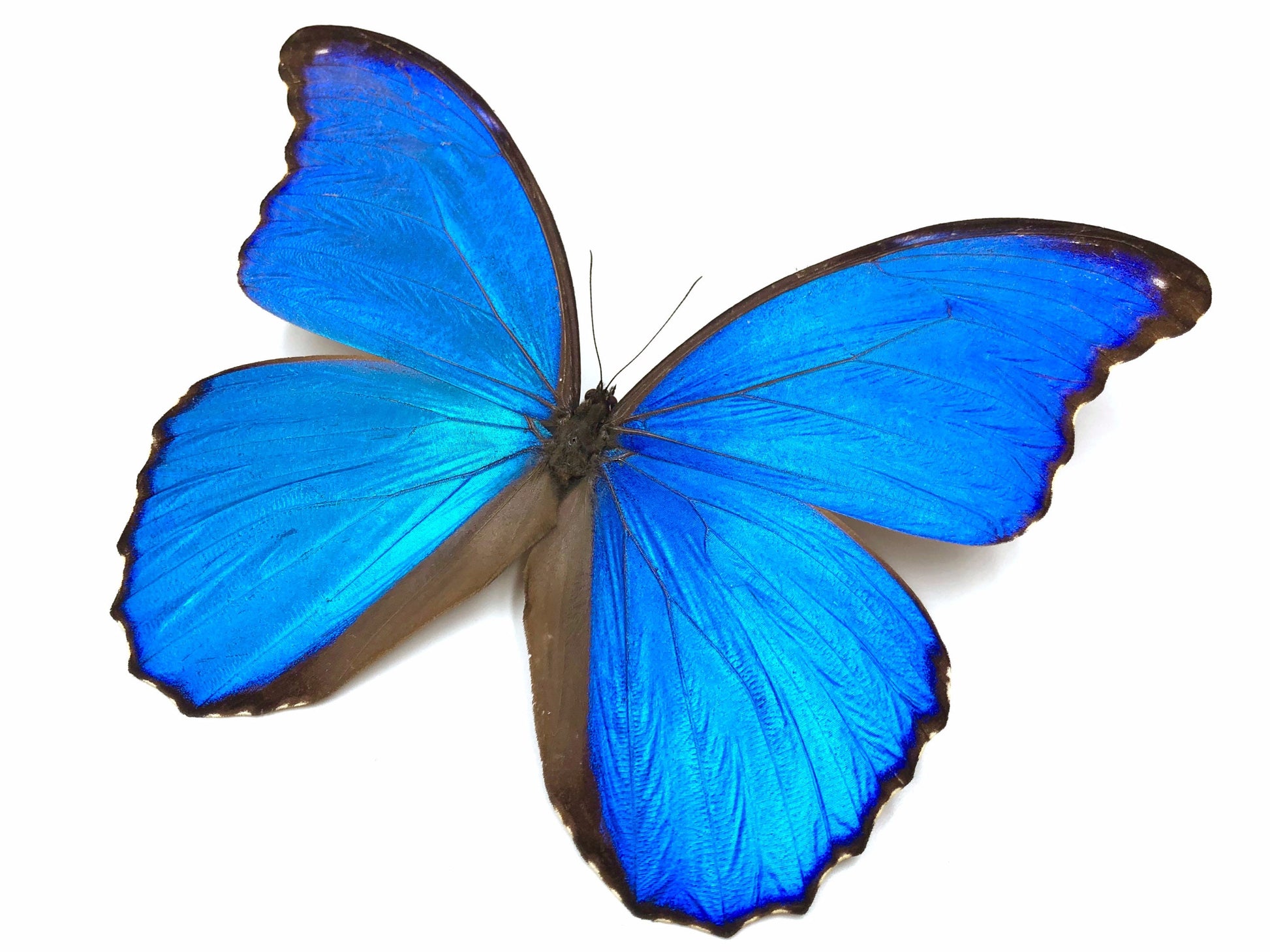 Nature jewelry Real Butterfly necklace Real butterfly jewelry Monarch butterfly necklace Taxidermy butterfly Blue Morpho Sunset moth bug