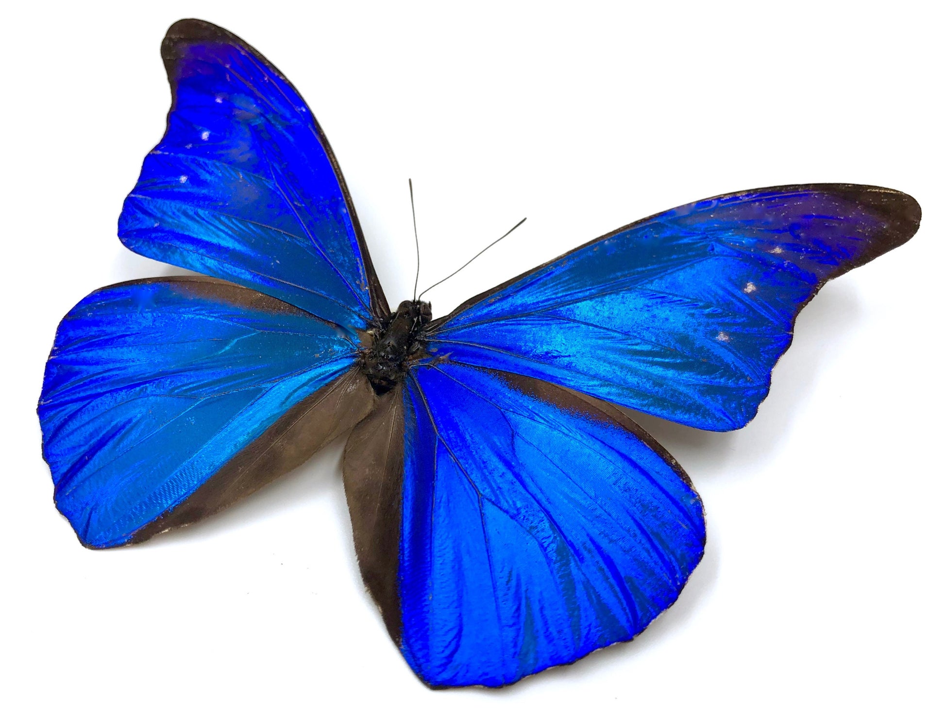 Real butterfly wing ring Blue butterfly ring sterling silver rings for women Celestial rings Pressed flower ring Blue Morpho butterfly ring