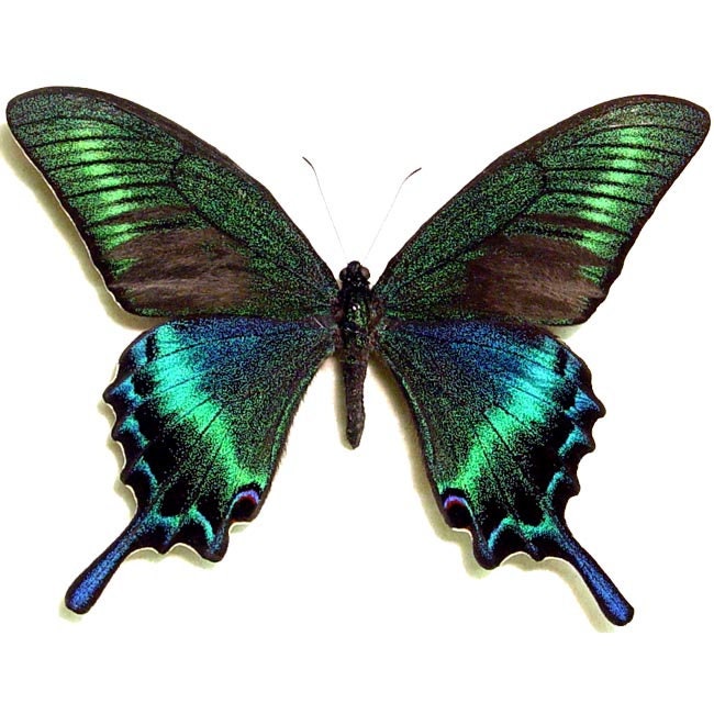 Real butterfly wing necklace Aurora Borealis Jewelry Northern lights necklace Nature-inspired jewelry Silver butterfly necklace Nature gifts