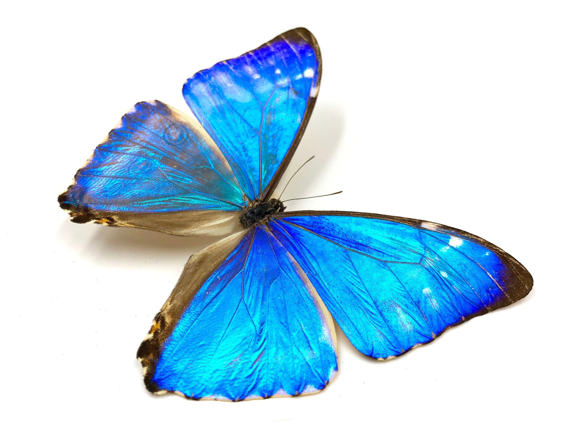 Real Butterfly Wing Skeleton key necklaces for women Key to my heart necklace Silver Key Necklace Real estate gifts for clients