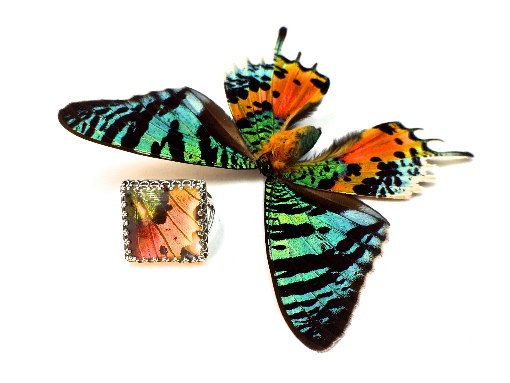 Cool rings Real moth wing ring Terrarium ring Weird stuff Oddities & Curiosities Insect taxidermy ring Madagascan sunset moth ring Bug ring