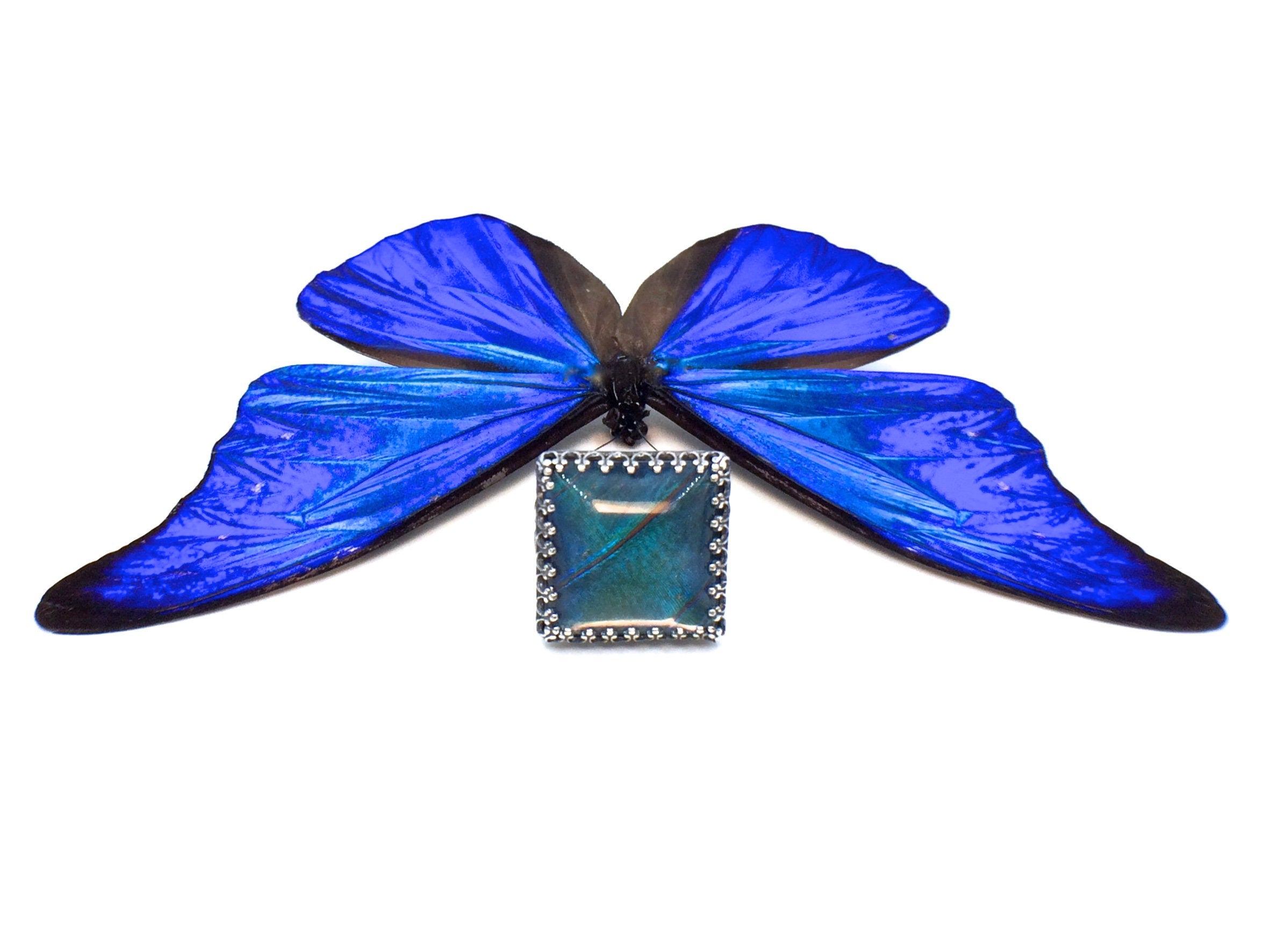 REAL butterfly wing ring 21st birthday gift for her Unusual rings Handmade sterling rings for women Framed Blue Morpho butterfly jewelry